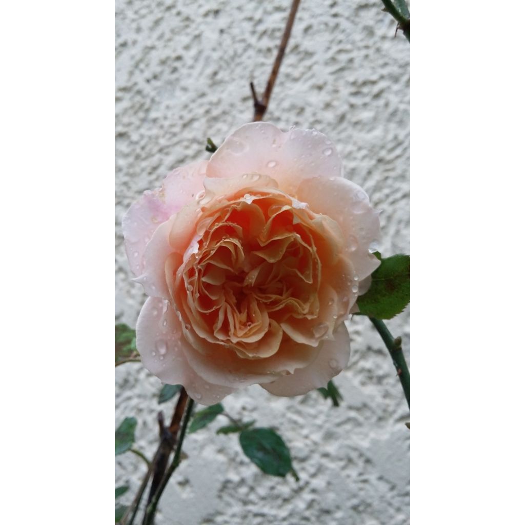 Rosa Generosa® Paul Bocuse - Struikroos