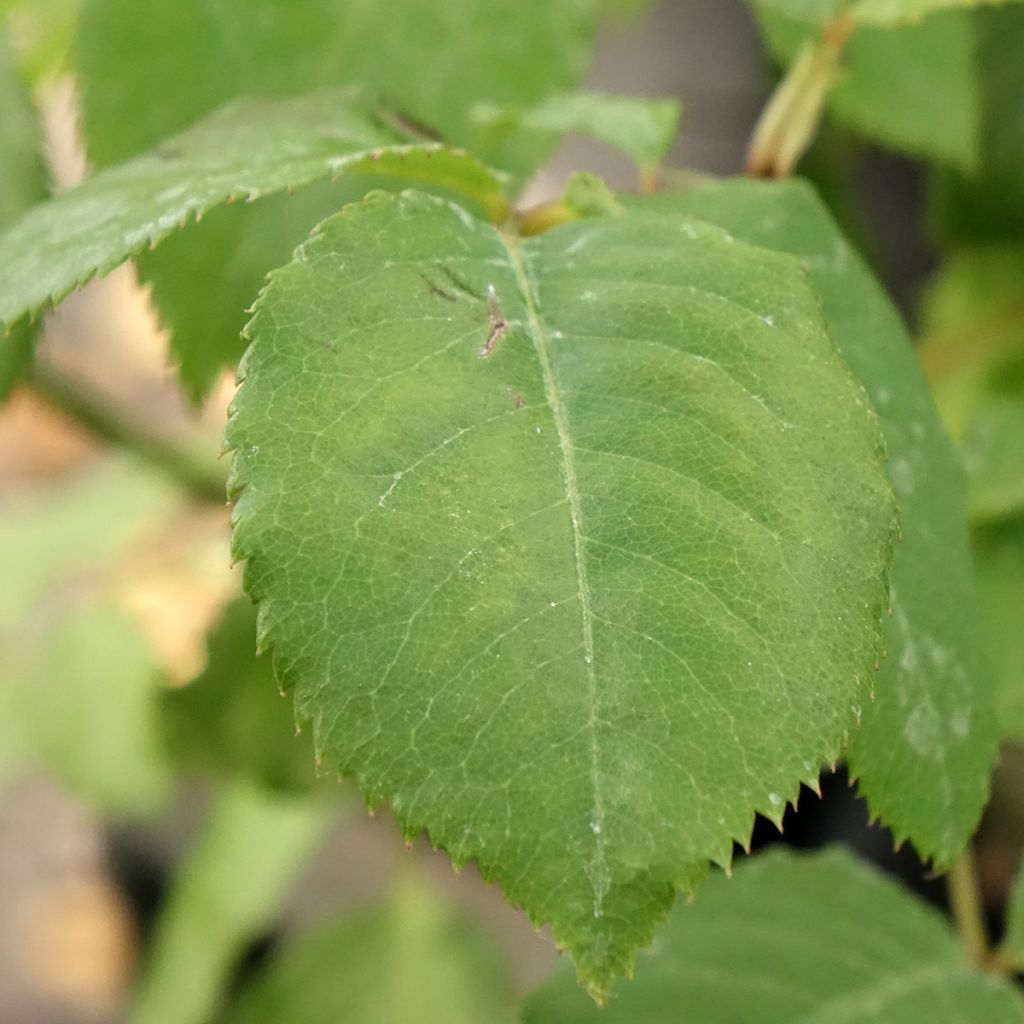 Rosa Generosa® Paul Bocuse - Struikroos