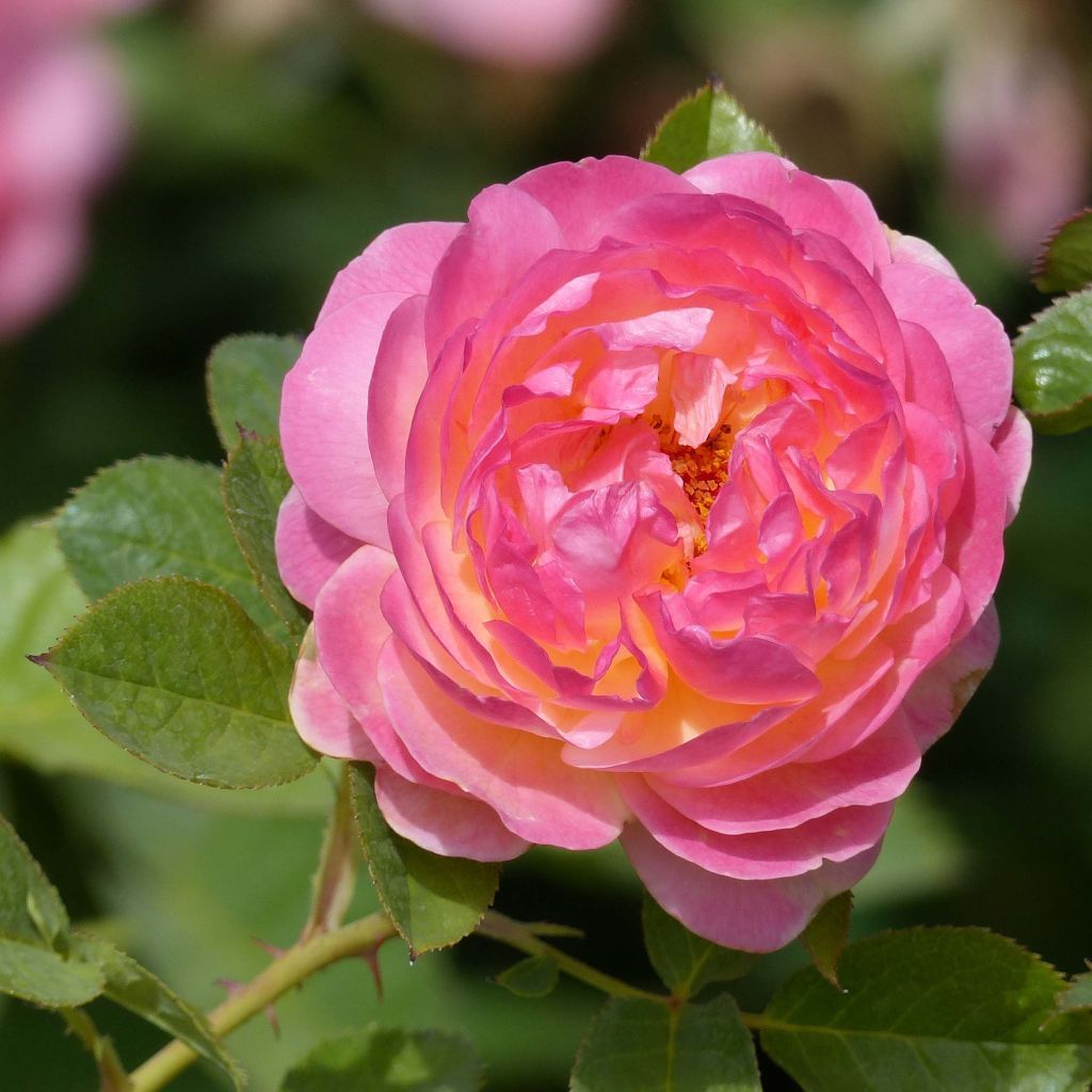 Rosa Generosa® Rosomane Janon - Struikroos