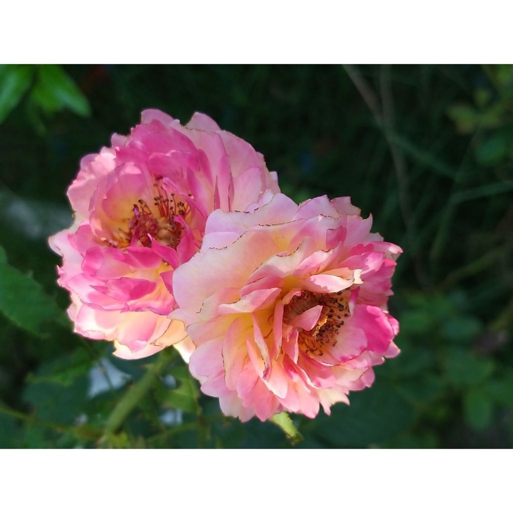 Rosa Generosa® Rosomane Janon - Struikroos