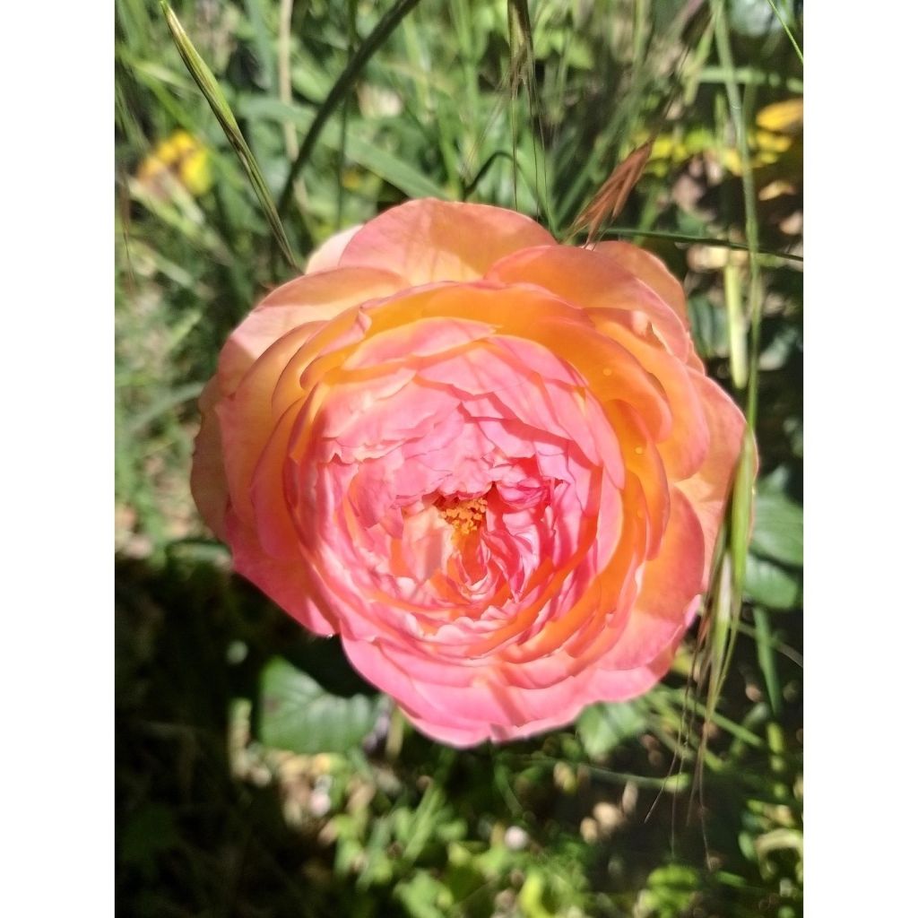 Rosa Generosa® Rosomane Janon - Struikroos