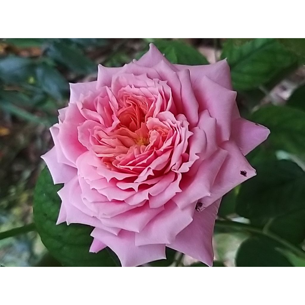 Rosa Generosa® William Christie - Struikroos