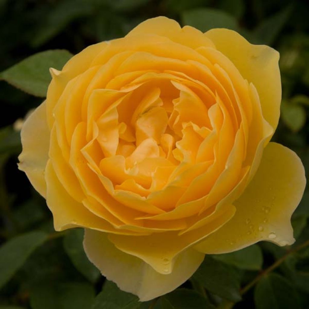 Rosa Graham Thomas - David Austinroos