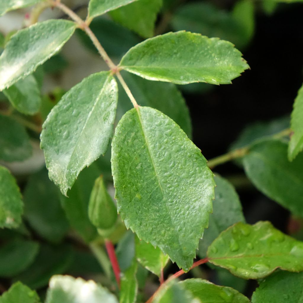 Rosa Aimée Vibert - Klimroos