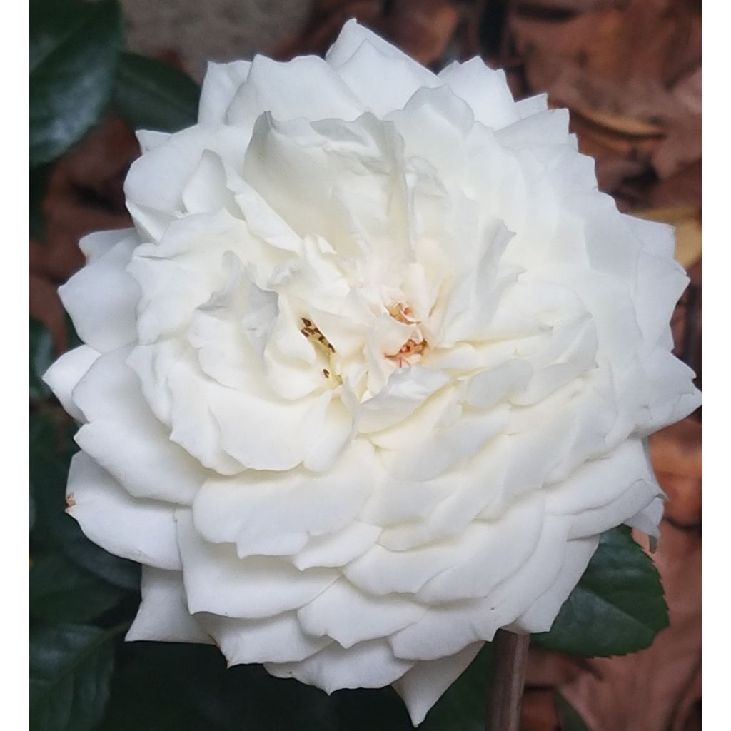 Rosa Alaska - Klimroos