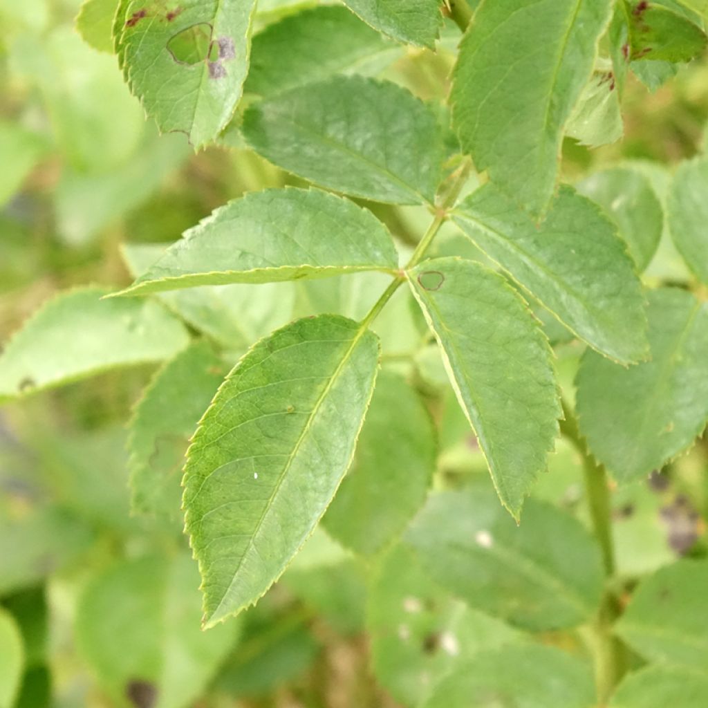 Rosa Alchymist - Grootbloemige klimroos