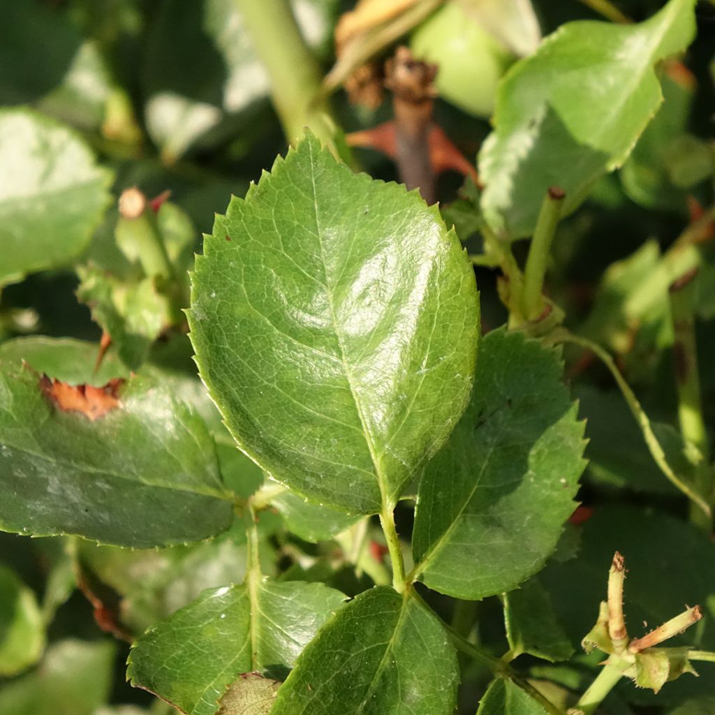 Rosa Bantry Bay - Klimroos