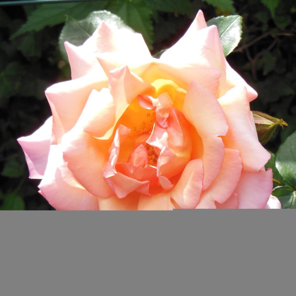 Rosa Compassion - Klimroos