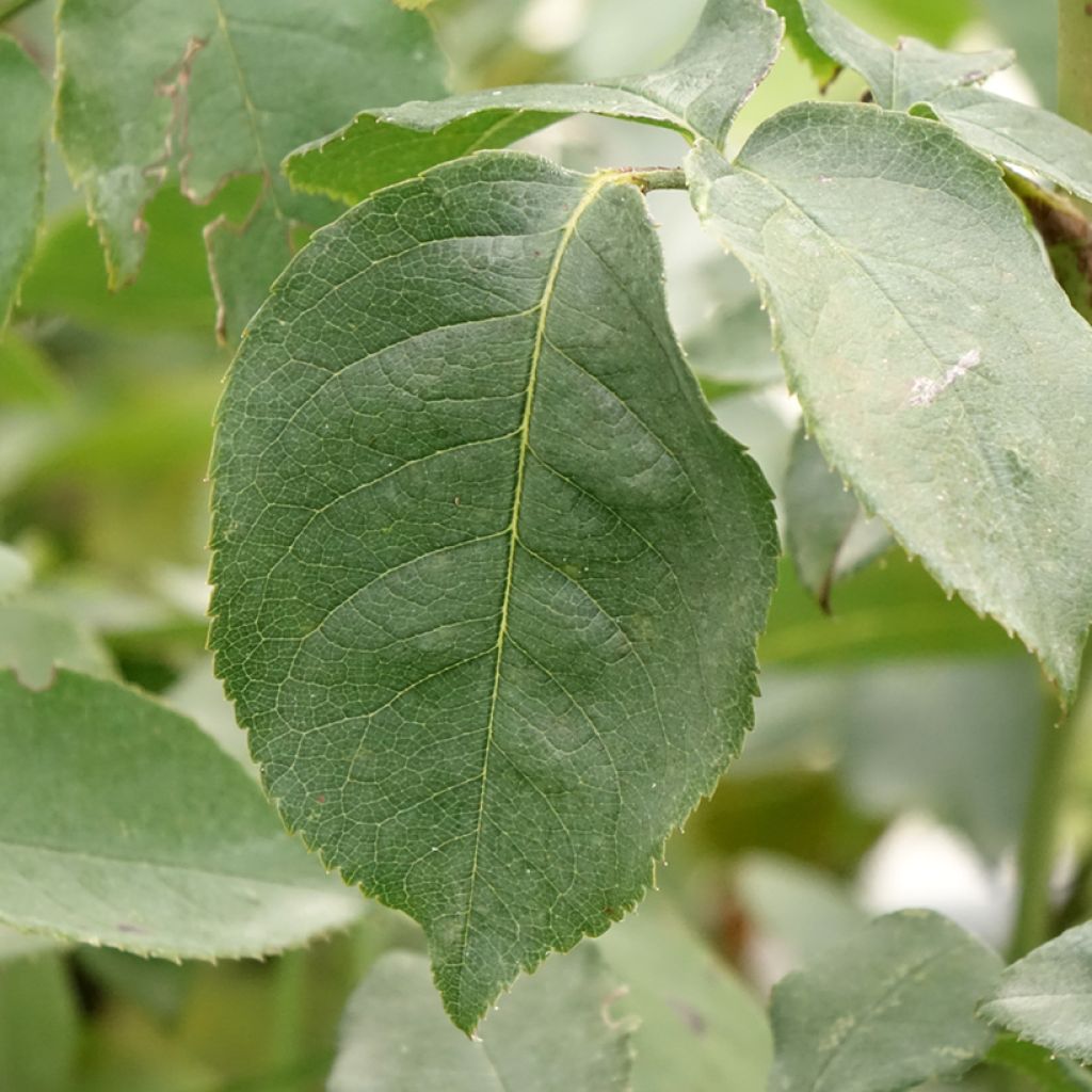 Rosa Compassion - Klimroos