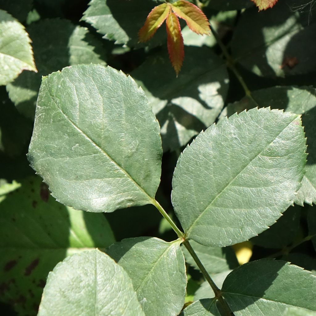 Rosa Cherry Explosion - Klimroos