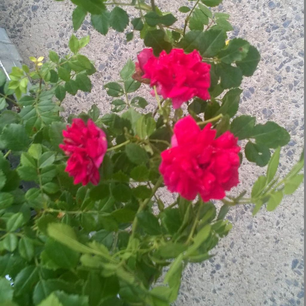 Rosa Crimson Shower - Klimroos