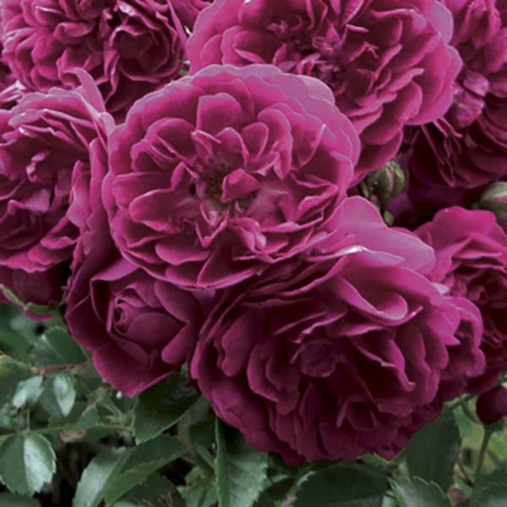 Rosa Crimson Shower - Klimroos