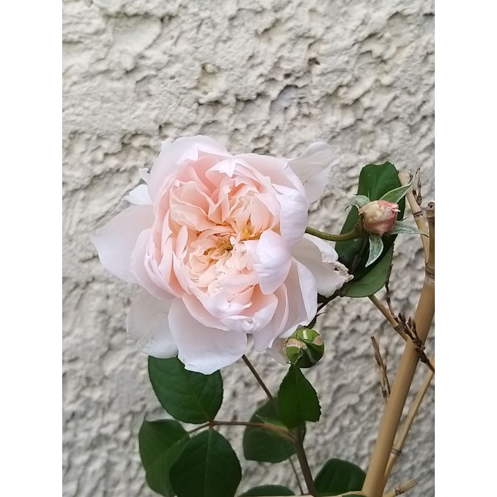 Rosa The Generous Gardener - Klimroos