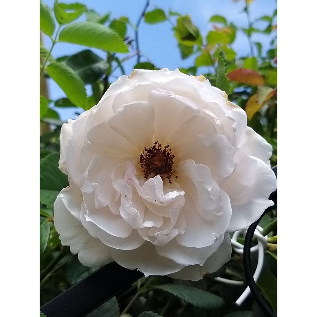 Rosa The Generous Gardener - Klimroos