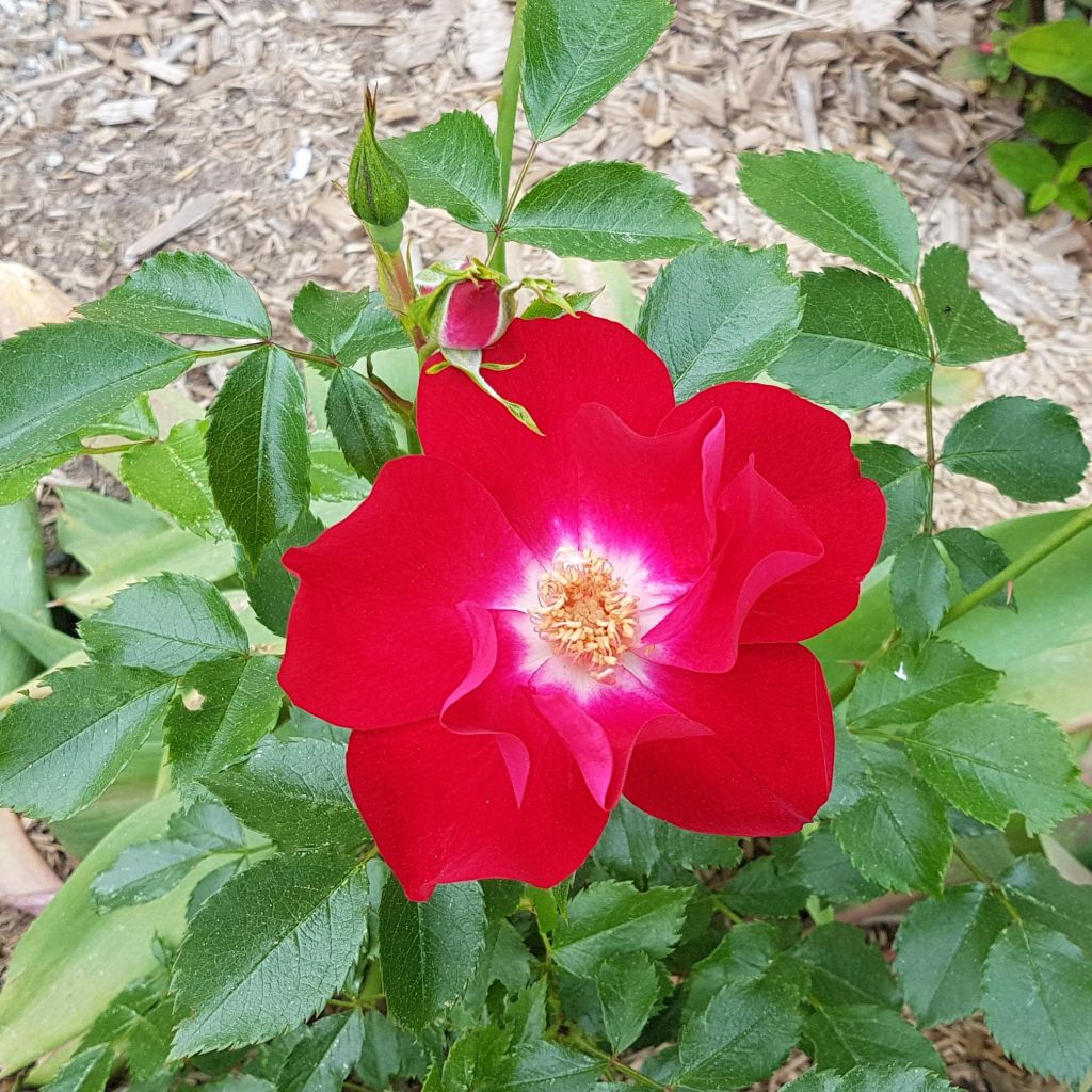 Rosa Dortmund - Grootbloemige Klimroos