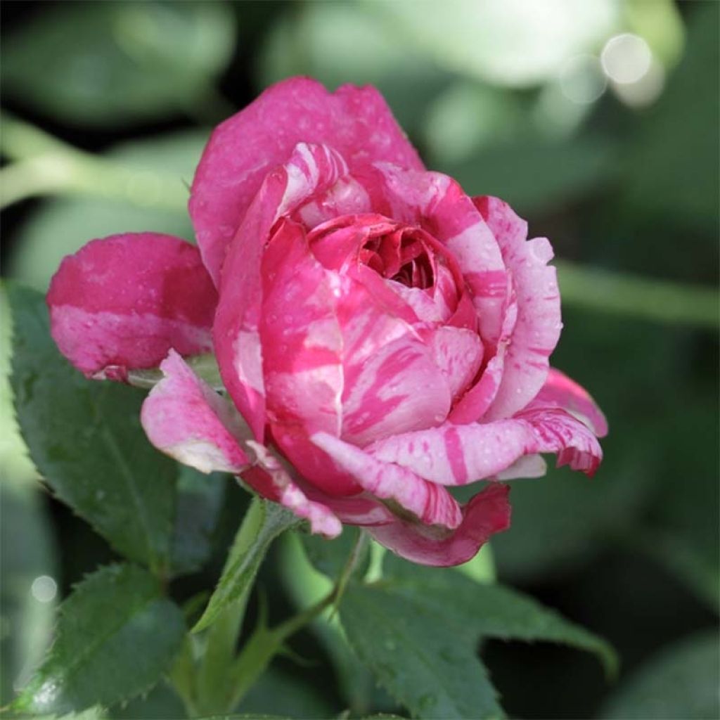 Rosa Easy Fashion - Klimroos