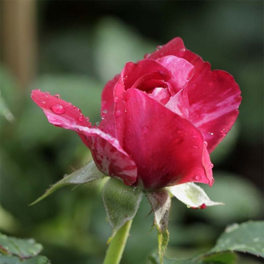 Rosa Easy Fashion - Klimroos