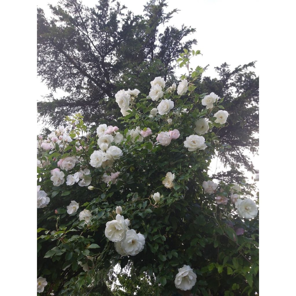 Rosa Climbing Iceberg - Klimroos