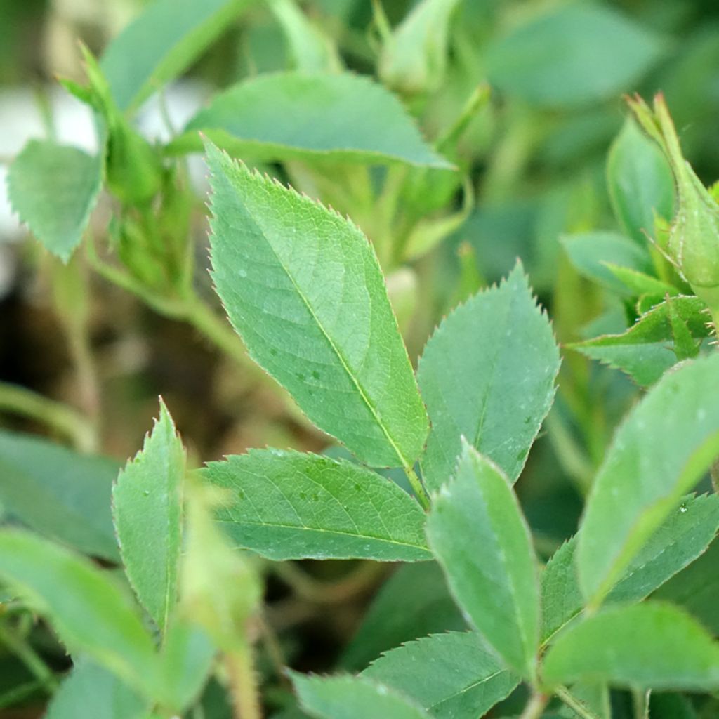 Rosa Golden Age - Klimroos