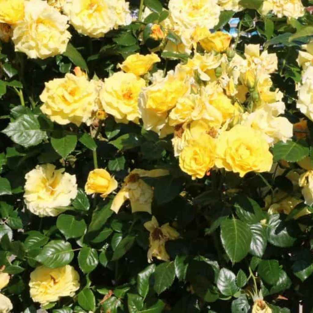 Rosa Golden Showers - Grootbloemige Klimroos