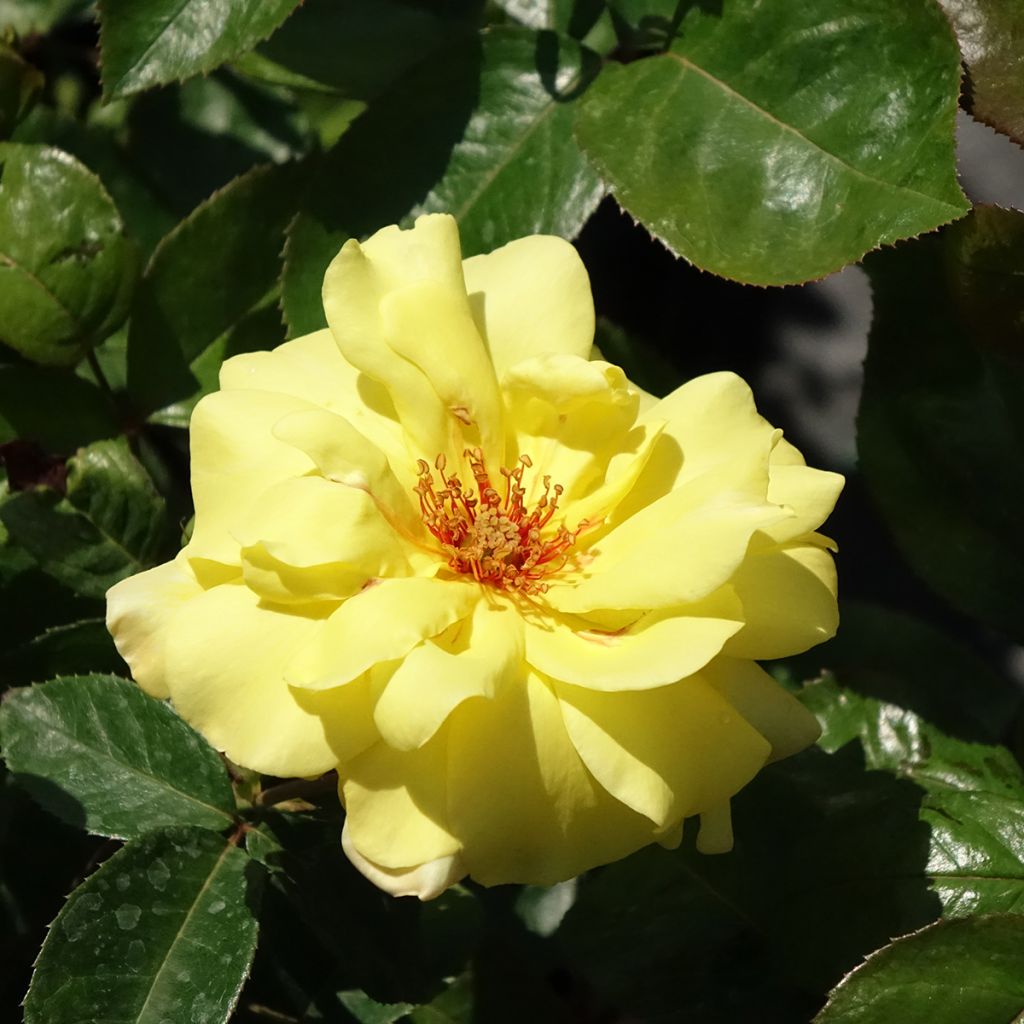 Rosa Golden Showers - Grootbloemige Klimroos