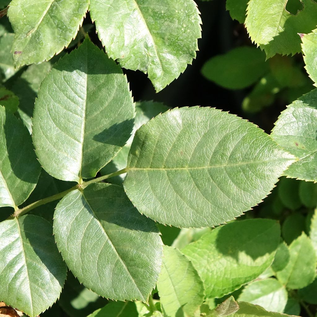 Rosa Happiness - Klimroos