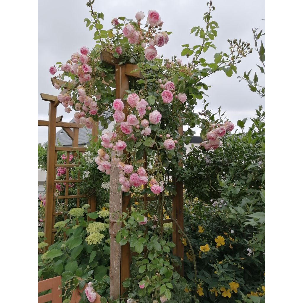 Rosa Jasmina - Klimroos