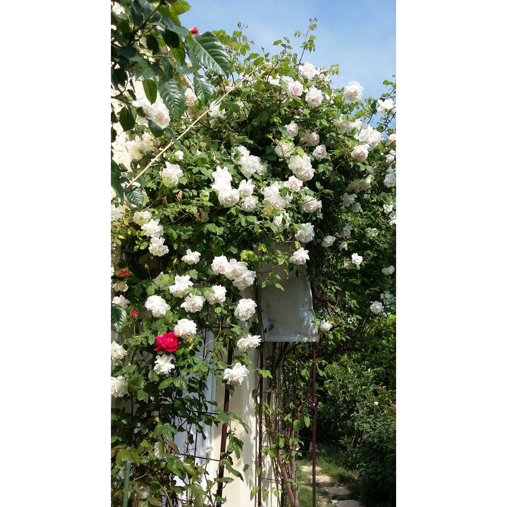 Rosa Madame Alfred Carrière - Klimroos