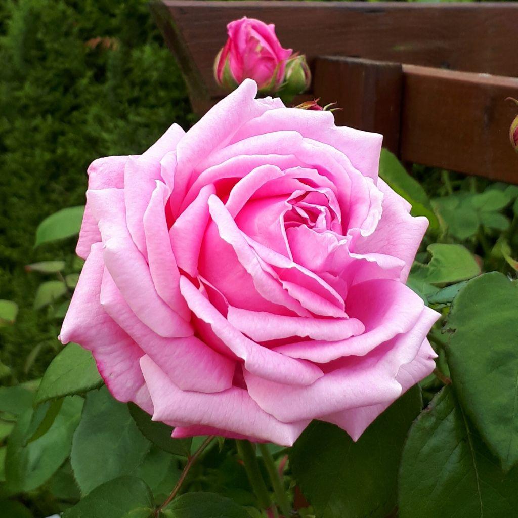 Rosa Madame Caroline Testout - Klimroos