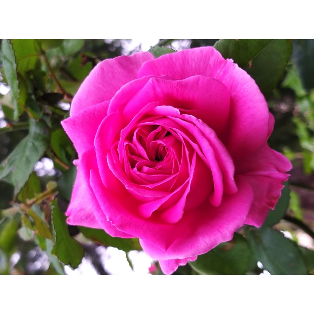 Rosa Parfum Royal - Grootbloemige roos