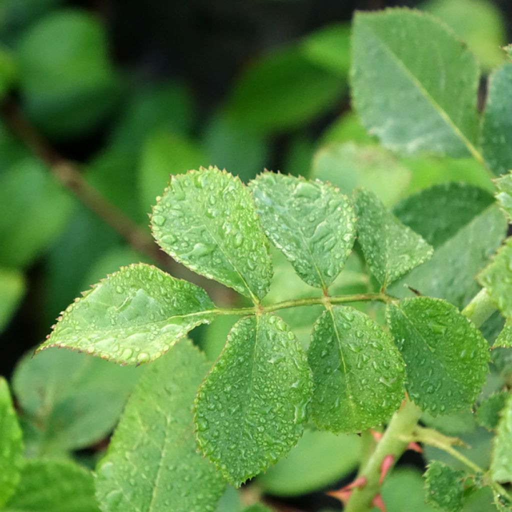 Rosa Peach Melba - Klimroos