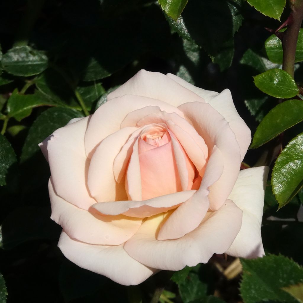 Rosa Penny Lane - Grootbloemige Klimroos