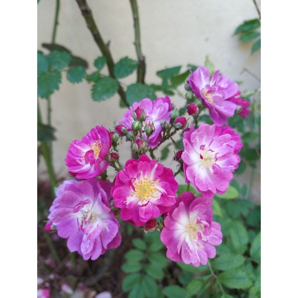 Rosa Perennial Blue - Klimroos