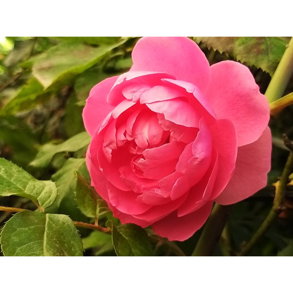 Rosa Pink Cloud - Grootbloemige klimroos