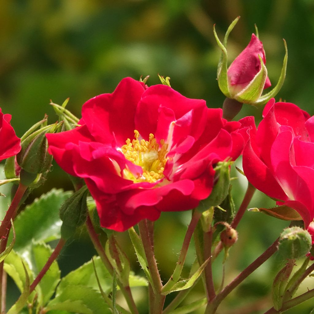 Rosa Rambling Rosie - Klimroos