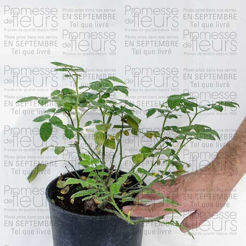 Rosa Pink Cloud - Grootbloemige klimroos