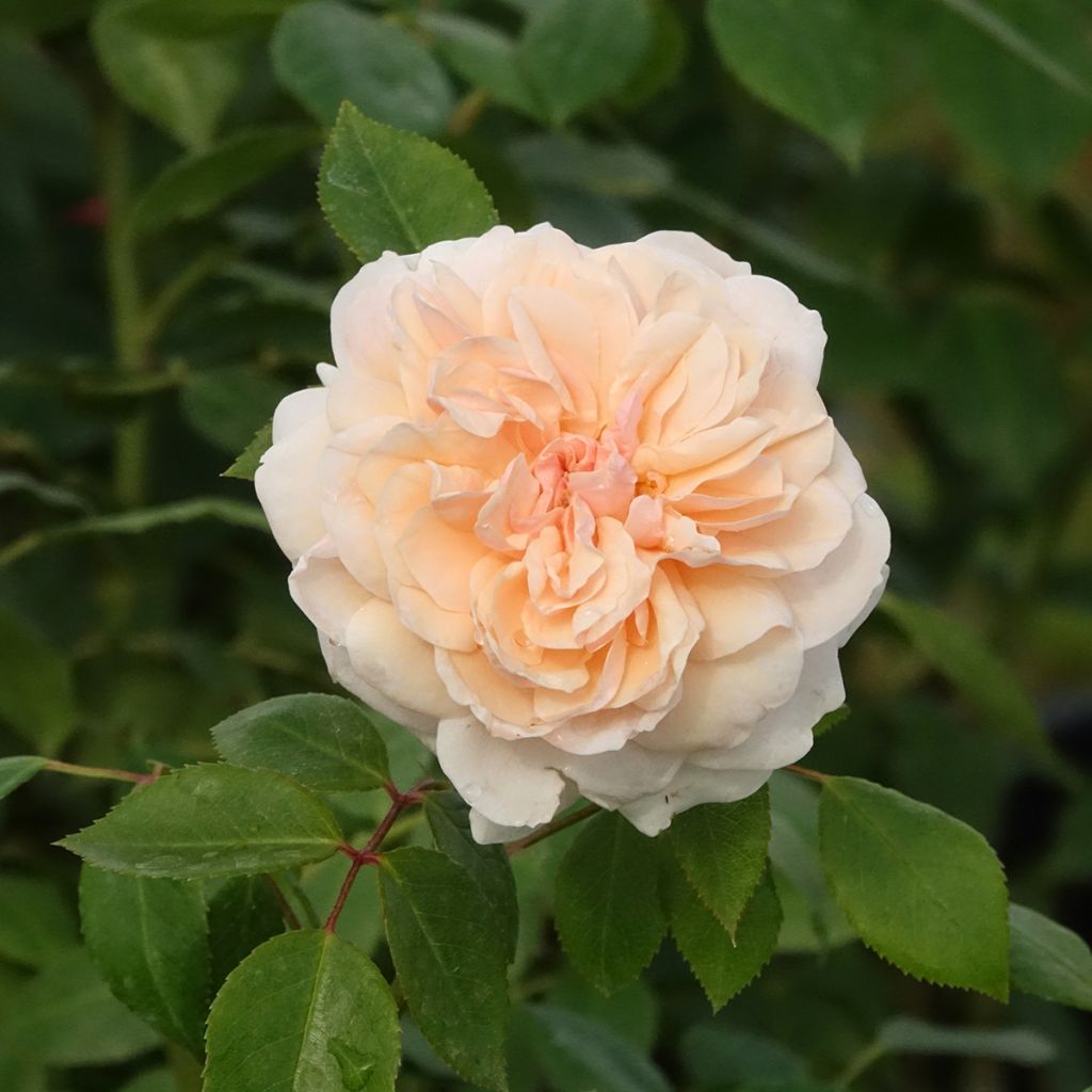 Rosa Sabrina - Klimroos