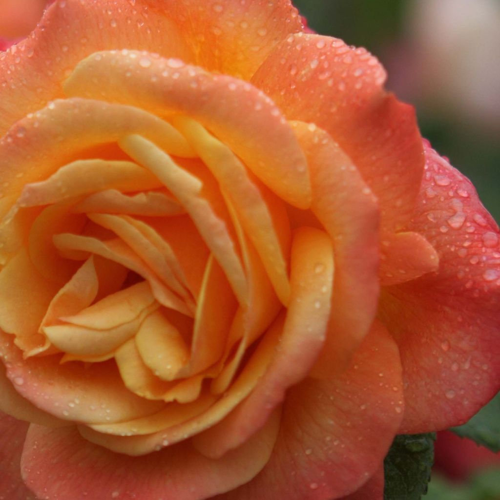 Rosa Shining Beauty - Grootbloemige Klimroos