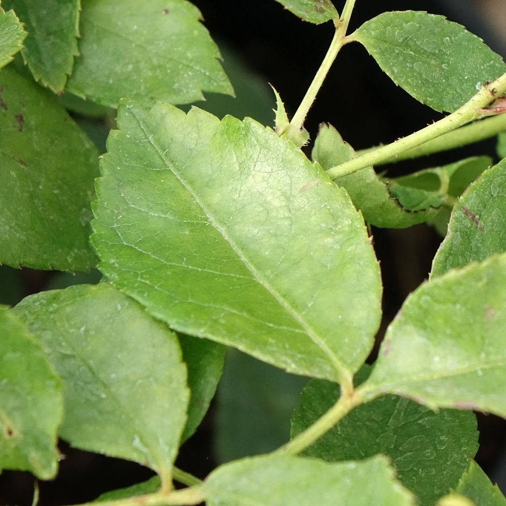 Rosa Sourire d'Orchidée - Klimroos