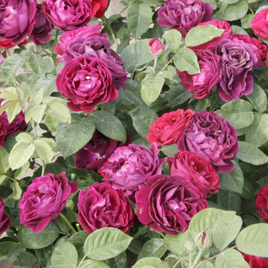 Rosa Souvenir du Docteur Jamain - Historische roos