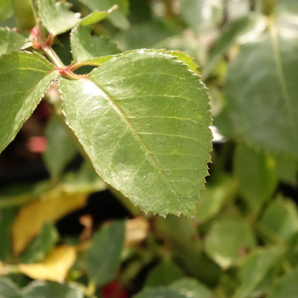 Rosa Sympathie - Klimroos