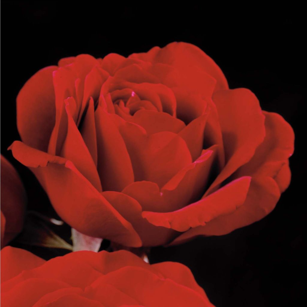 Rosa Naheglut - Klimroos