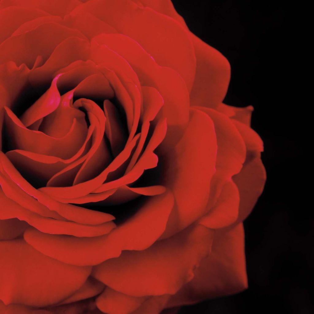 Rosa Naheglut - Klimroos