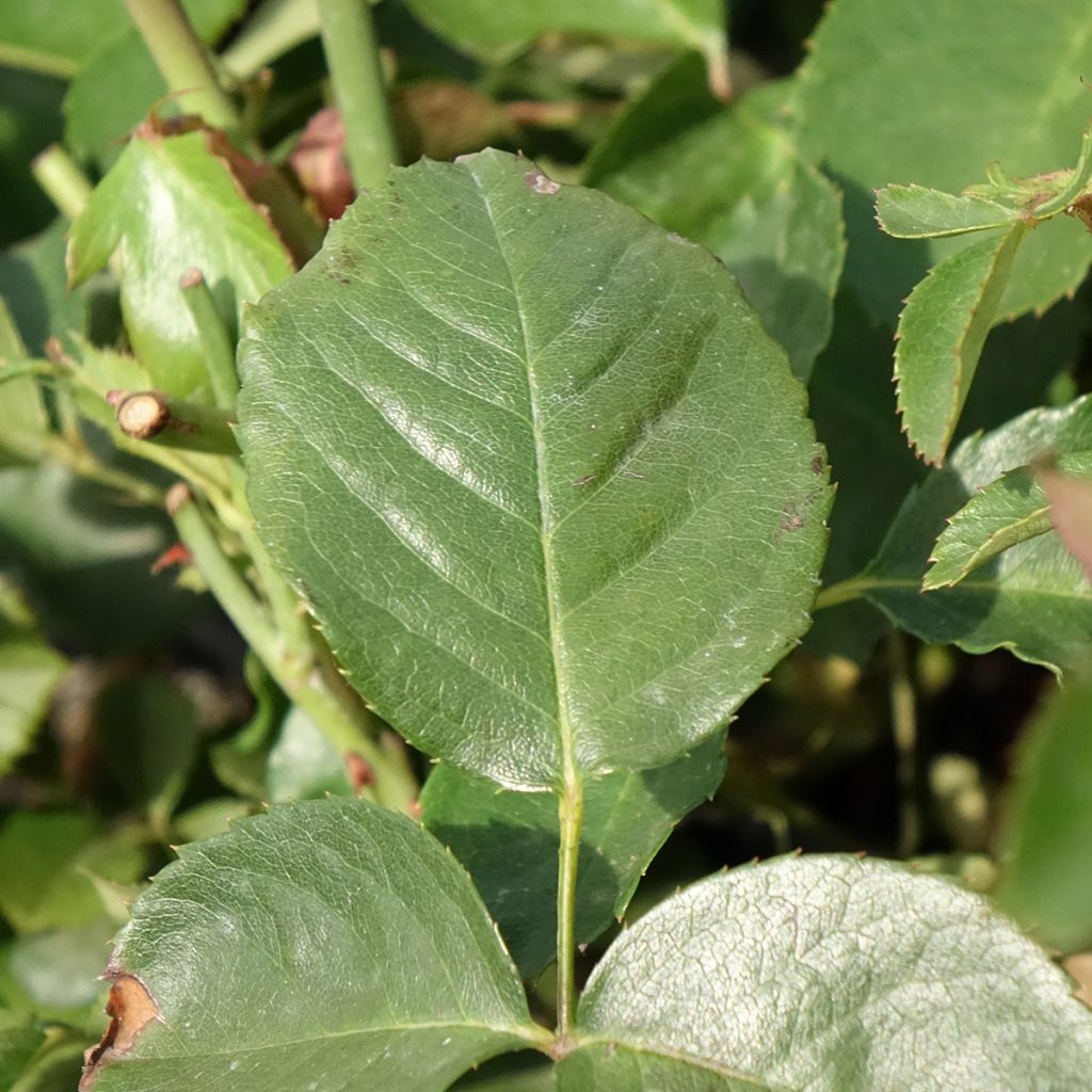 Rosa Naheglut - Klimroos