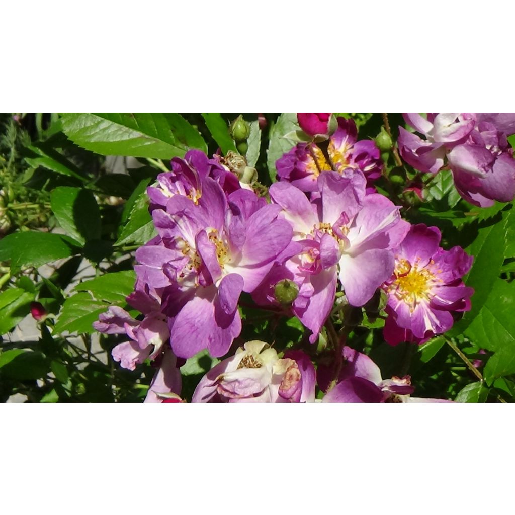 Rosa Veilchenblau - Klimroos