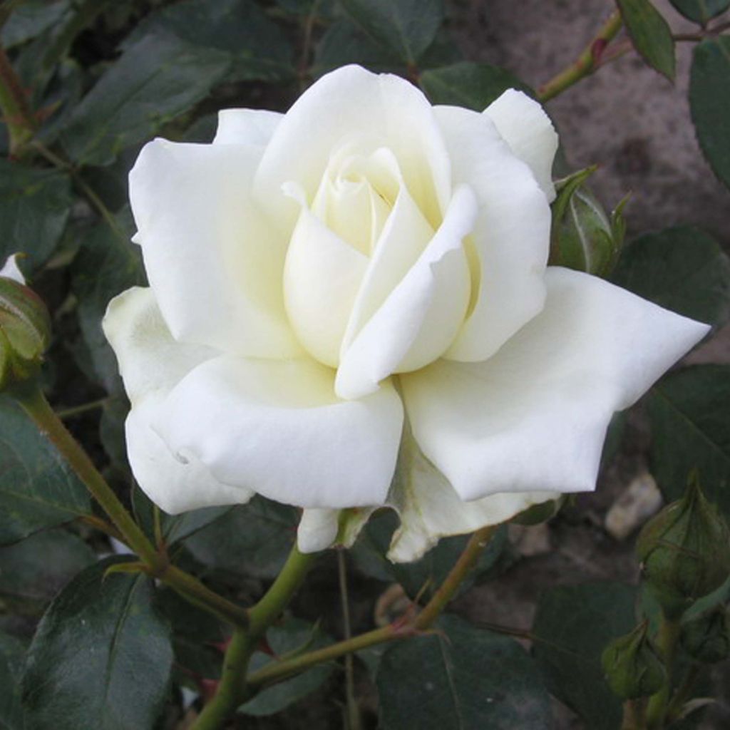 Rosa White New Dawn - Doorbloeiende klimroos