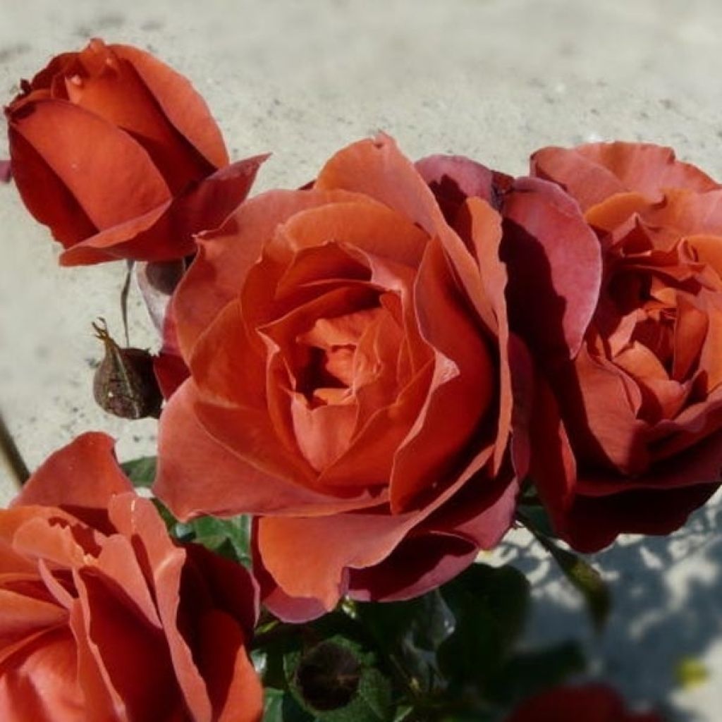 Rosa Hot Cocoa - Trosroos