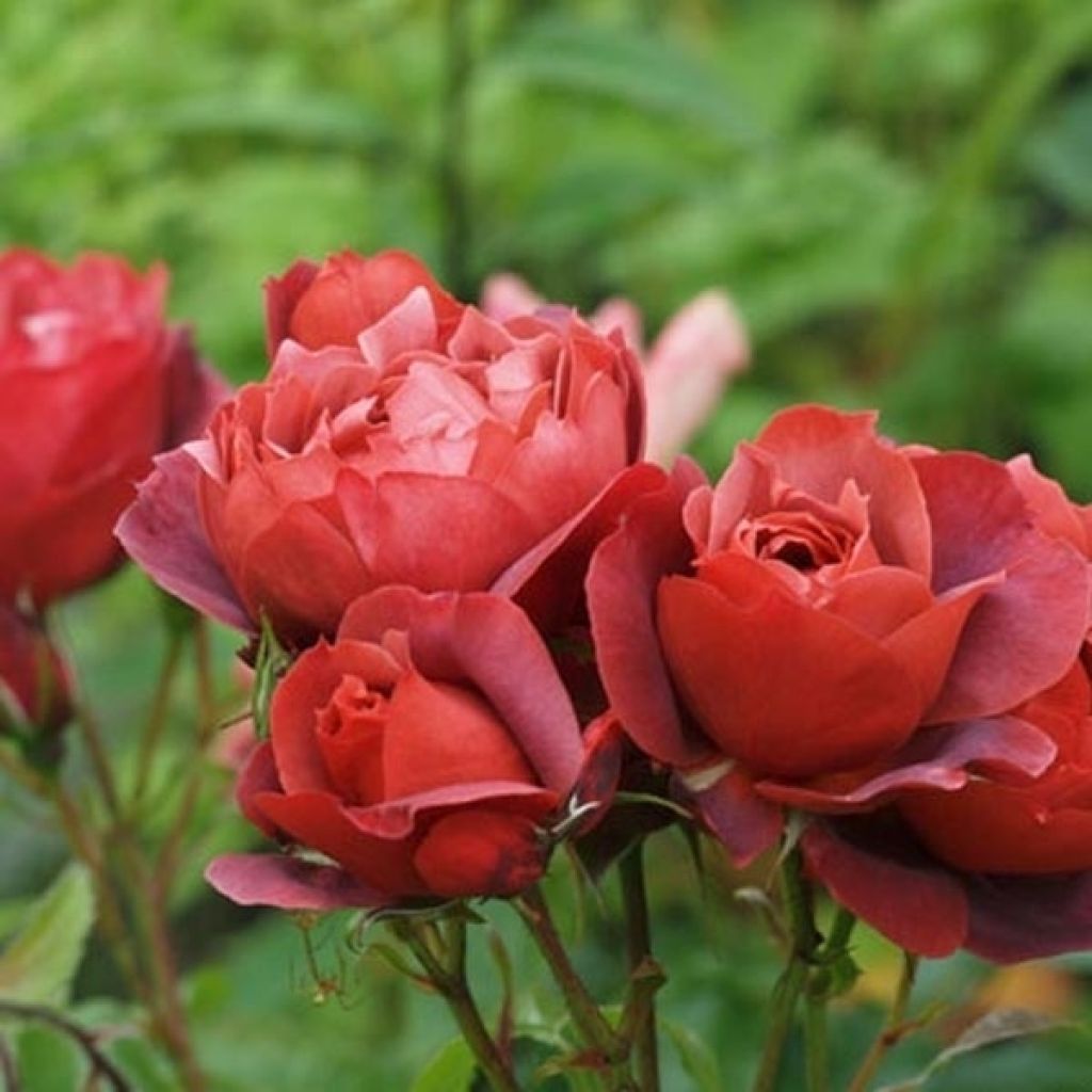 Rosa Hot Cocoa - Trosroos