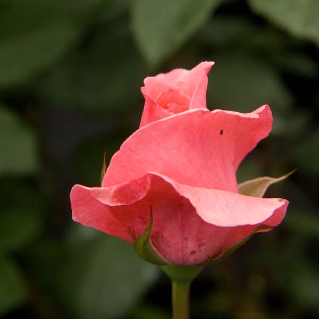 Rosa Just Joey - Grootbloemige roos