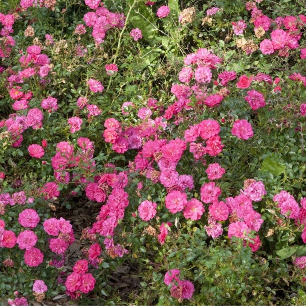 Rosa Lavender Meidiland - Polyantharoos